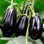 Vegetable Plants Aubergine 'Moneymaker' Plug Pack, thumbnail 3 of 12