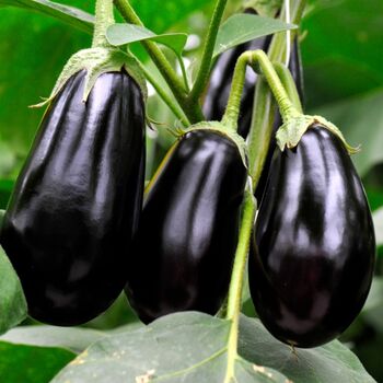 Vegetable Plants Aubergine 'Moneymaker' Plug Pack, 3 of 12