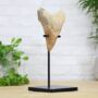 Xl Megalodon Tooth Bespoke Steel Stand Real Authentic Jurassic Dinosaur Fossil Natural History Interior Design Home Decor Display Gift Ornament, thumbnail 2 of 5