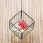 Mini Geometric Glass Cube Succulent Terrarium Kit, thumbnail 2 of 5