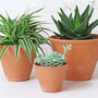 Tapered Terracotta Plant Pot, thumbnail 1 of 3