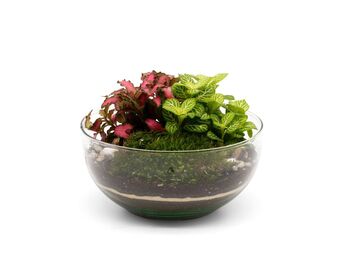 Terrarium Kit With Fittonias And Glass | 'Cali', 4 of 5