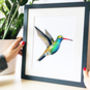 Broad Billed Hummingbird Print, thumbnail 3 of 9