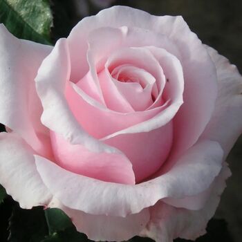 Bride And Groom Rose – Romantic Wedding Gift Plant – Free Standard Gift Wrap, 6 of 7