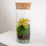 Bottle Terrarium Kit Diy | 'Bilbao', thumbnail 5 of 8