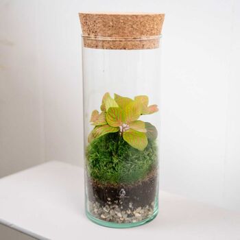 Bottle Terrarium Kit Diy | 'Bilbao', 5 of 8