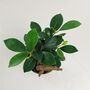 Ficus Ginseng Microcarpa Houseplant Bonsai Good Luck, thumbnail 5 of 9