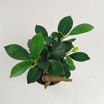 Ficus Ginseng Microcarpa Houseplant Bonsai Good Luck, 5 of 9