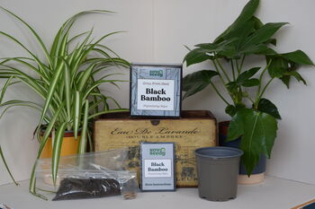 Black Bamboo Grow Kit, 2 of 5