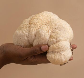 'Thankful, Grateful, Blessed' Lion's Mane Mushroom Grow Kit, 3 of 4