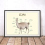 Anatomy Of A Llama Art Print By Sophie Corrigan, thumbnail 1 of 4
