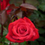 Rose Helen's Trust, Personalised Gift Rose, thumbnail 2 of 2