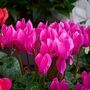 Flowering Cyclamen 'Pink' Three X Plants 9cm Pots, thumbnail 5 of 7