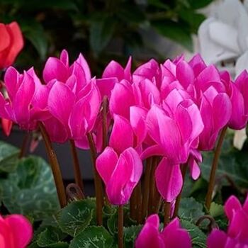 Flowering Cyclamen 'Pink' Three X Plants 9cm Pots, 5 of 7