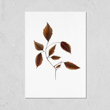 Beech Leaves A3 Fine Art Print, 2 of 3
