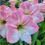 Amaryllis 'Apple Blossom' Two X Bulb Pack, thumbnail 3 of 5