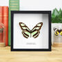 Scarce Bamboo Longwing Handcrafted Frame, thumbnail 1 of 3