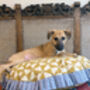 Frilly Dog Bed Yellow Checker, thumbnail 1 of 7