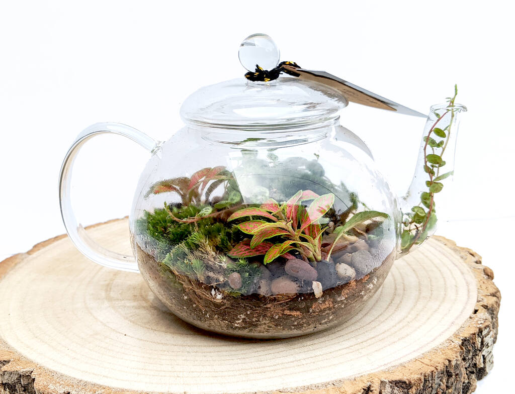 Diy Teapot Terrarium By DIY Terrariums