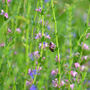 Grow Your Own Herb Garden Gift Set, thumbnail 7 of 9