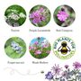 Happy Birthday Bee Friendly Wildflower Seed Boxes, thumbnail 8 of 12