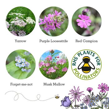 Happy Birthday Bee Friendly Wildflower Seed Boxes, 9 of 10