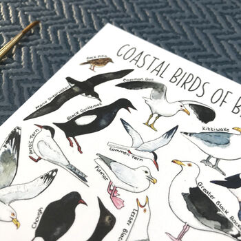 Coastal Birds Of Britain Illustrated Postcard, 4 of 8