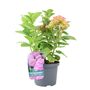 Pink Hydrangea Macrophylla In 3 L Pot – Summer Plant, thumbnail 5 of 7