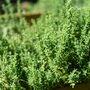 Herb English Thyme Three X Plug Plant Pack, thumbnail 5 of 5