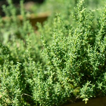 Herb English Thyme Three X Plug Plant Pack, 5 of 5