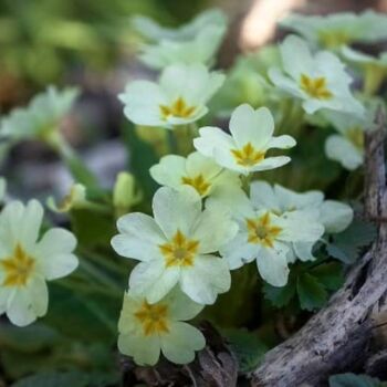 Flowering Plants Primrose 'Clotted Cream' Six X Plants, 5 of 6