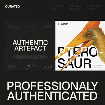 Xl Pterosaur Tooth Dinosaur Fossil W/ Watercolour Frame, 2 of 4