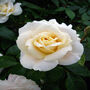 Rose Francesca, Personalised Named Rose Gift, thumbnail 2 of 2