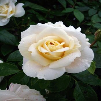 Rose Francesca, Personalised Named Rose Gift, 2 of 2