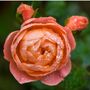 Rose 'Sweet Dreams' One X Plant In A Five Litre Pot, thumbnail 1 of 5
