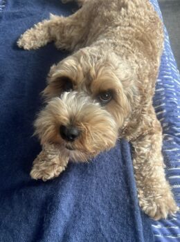 Personalised Hand Drawn Pet Portrait Cat / Dog Drawing, 11 of 12