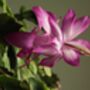 Christmas Cactus Multipack Two X Plants 13cm Pots, thumbnail 10 of 10