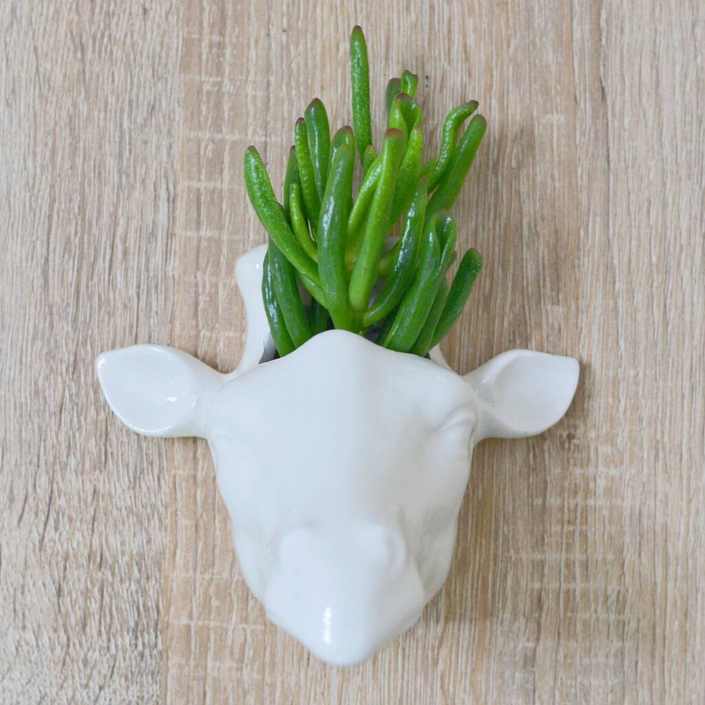 giraffe head planter