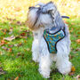 Squirrel Suprise Adjustable Dog Harness, thumbnail 11 of 12
