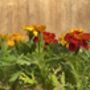 French Marigold 'Mixed Selection' 20 X Plant Pack, thumbnail 5 of 5