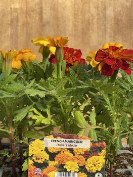 French Marigold 'Mixed Selection' 20 X Plant Pack, 5 of 5