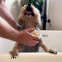 100% Natural Vegan Solid Dog Shampoo Bar, thumbnail 12 of 12