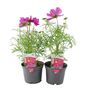 Cosmos Violet Plants X2 British Grown Summer Flowers, thumbnail 1 of 3