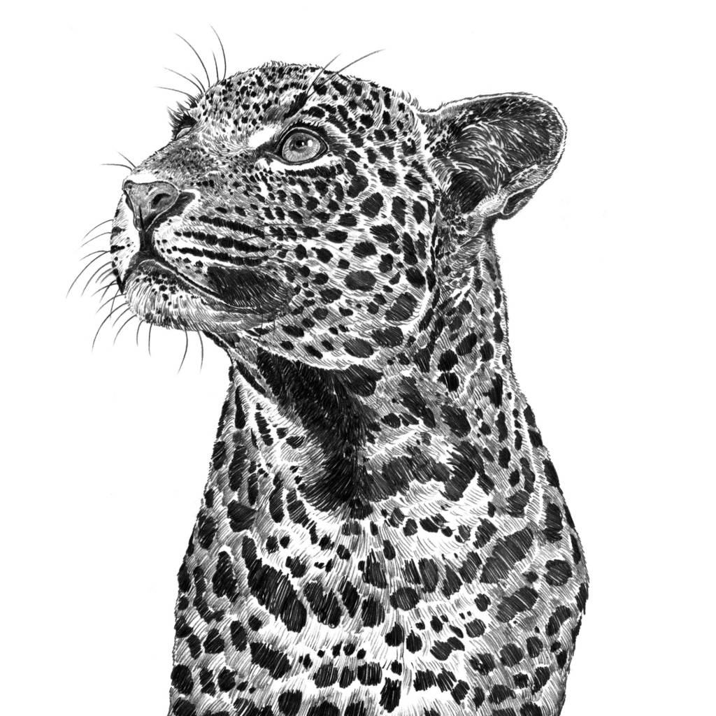 Leopard Print By Ros Shiers | notonthehighstreet.com