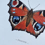 Peacock Illustrated Butterfly Print, thumbnail 2 of 5