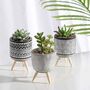 Set Of Three Artificial Succulent Plant In Ceramic Pot, thumbnail 1 of 4