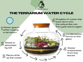 Diy Terrarium Kit: Glass, Plants And Moss | 'Lima', 7 of 8