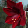 Christmas Amaryllis 'Grand Diva' One X Bulb Pack, thumbnail 1 of 3