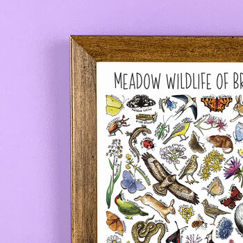 Meadow Wildlife Of Britain Wildlife Print, 3 of 9