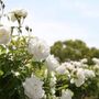 Hybrid Tea Rose Plant 'Silver Anniversary', thumbnail 5 of 6